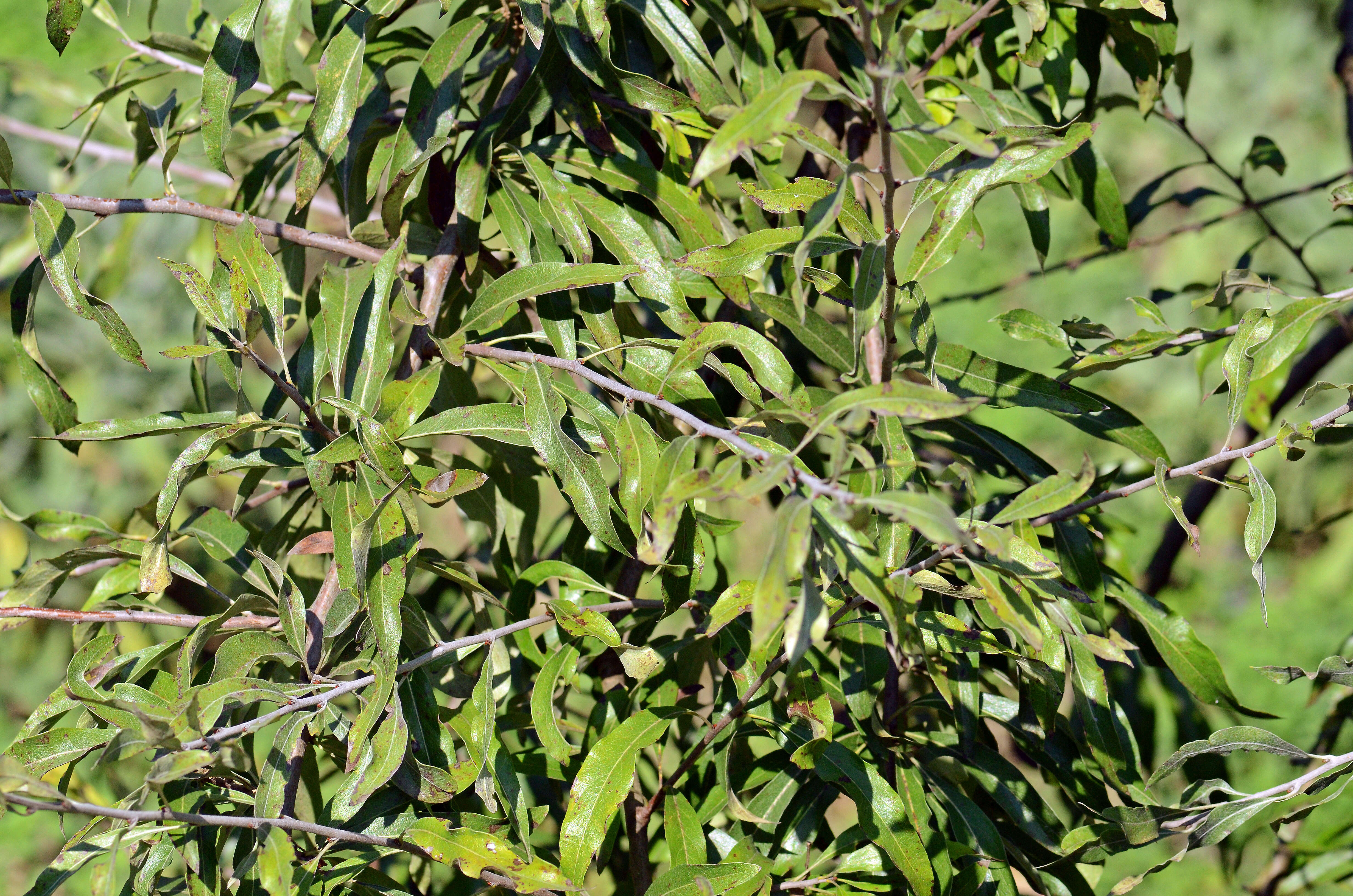 Plancia ëd Pyrus salicifolia Pall.
