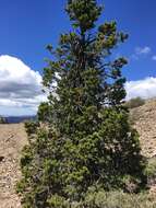 Image of foxtail pine