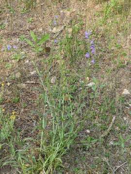 Image of Upright Blue Beardtongue