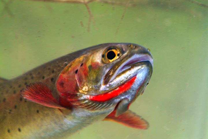 Image of Oncorhynchus clarkii bouvieri