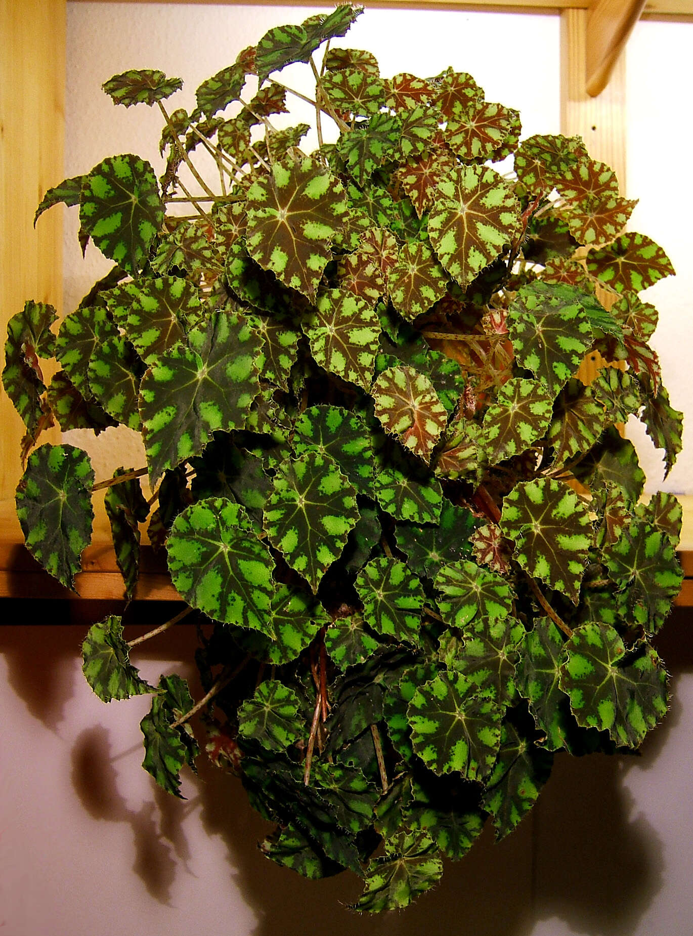 Image of Begonia bowerae Ziesenh.