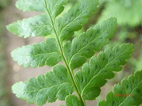 Image of Dryopteris inaequalis (Schltdl.) O. Kuntze