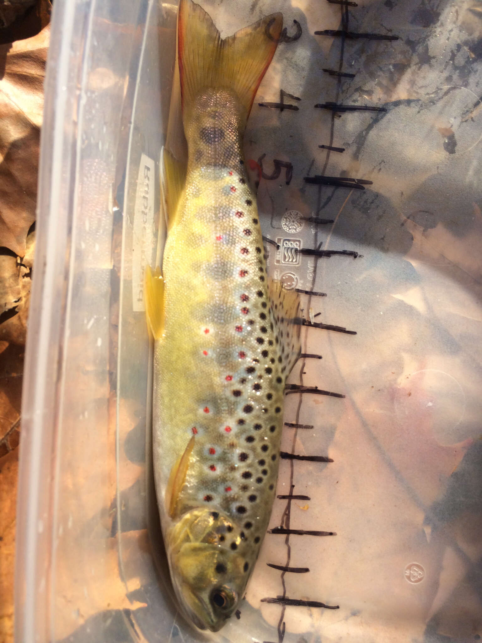 Image of Brown Trout