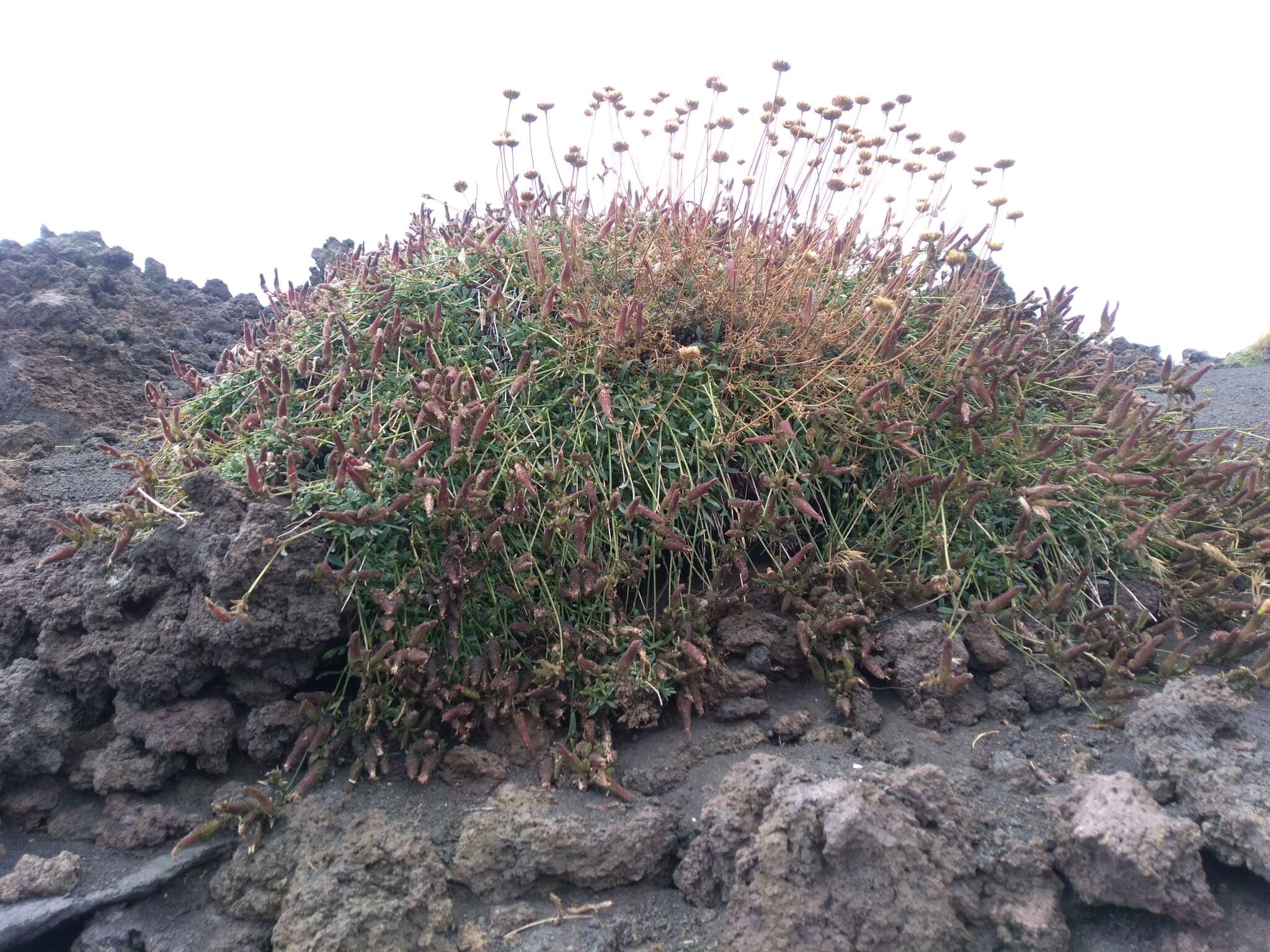 Imagem de Saponaria sicula Raf.