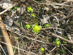 Image of Chrysosplenium pilosum Maxim.