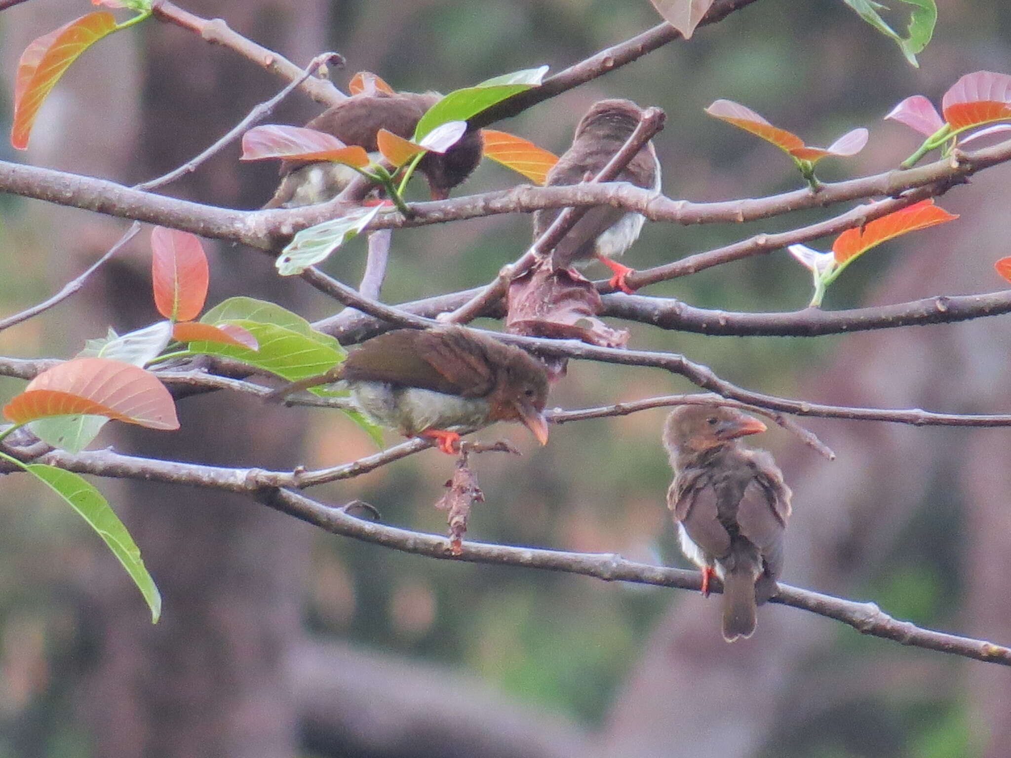 Image of Bornean Brown Barbet