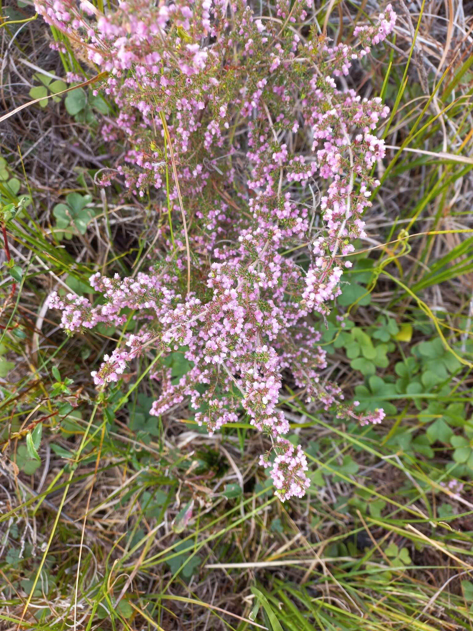 Plancia ëd Erica parviflora L.