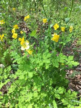 Sivun Chelidonium asiaticum (Hara) A. Krahulcová kuva