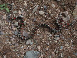 Image of Arizona Mountain Kingsnake