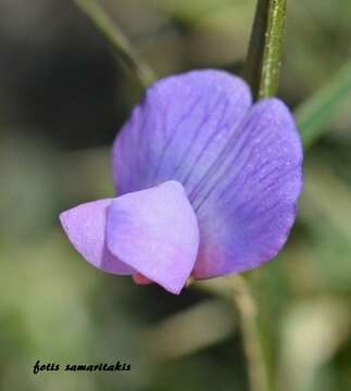 Image of Lathyrus neurolobus Boiss. & Heldr.