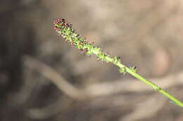 Image of Acaena echinata Nees