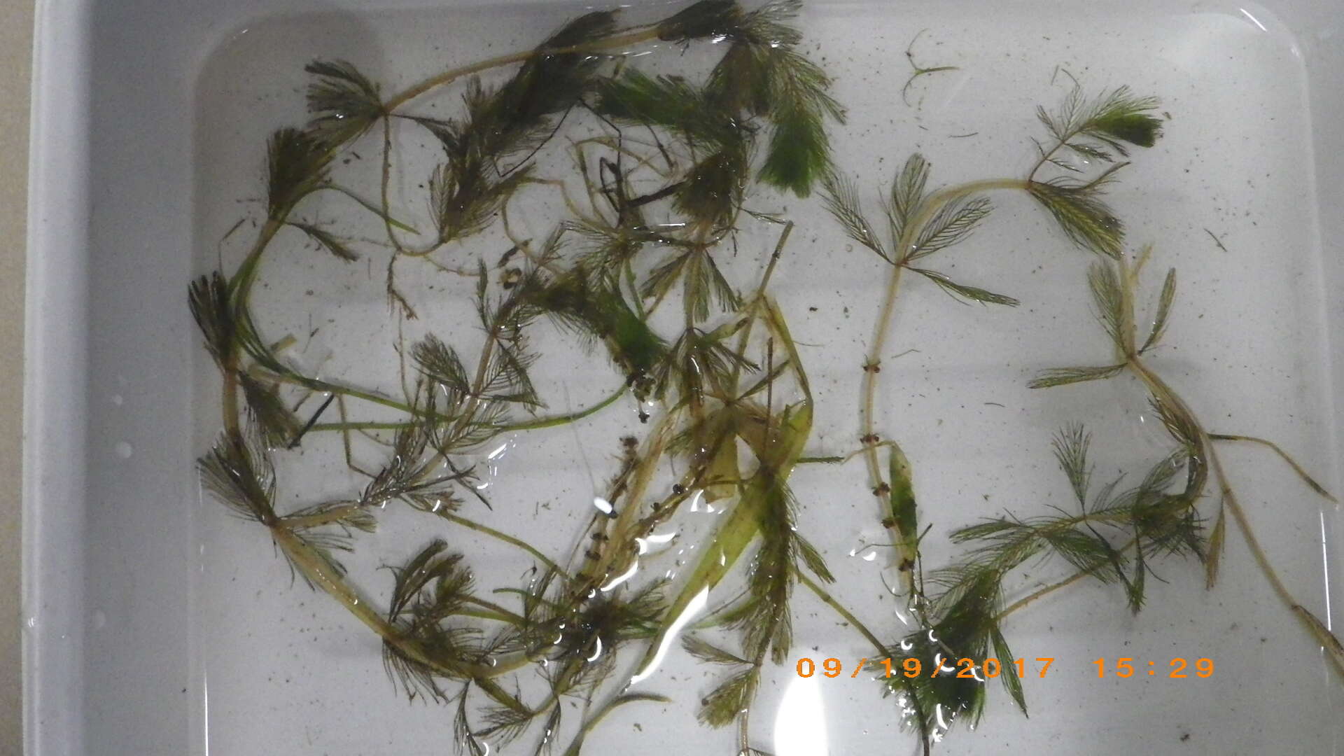 Image of Eurasian Water-Milfoil