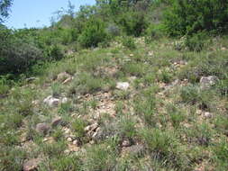 Image de Eustachys paspaloides (Vahl) Lanza & Mattei