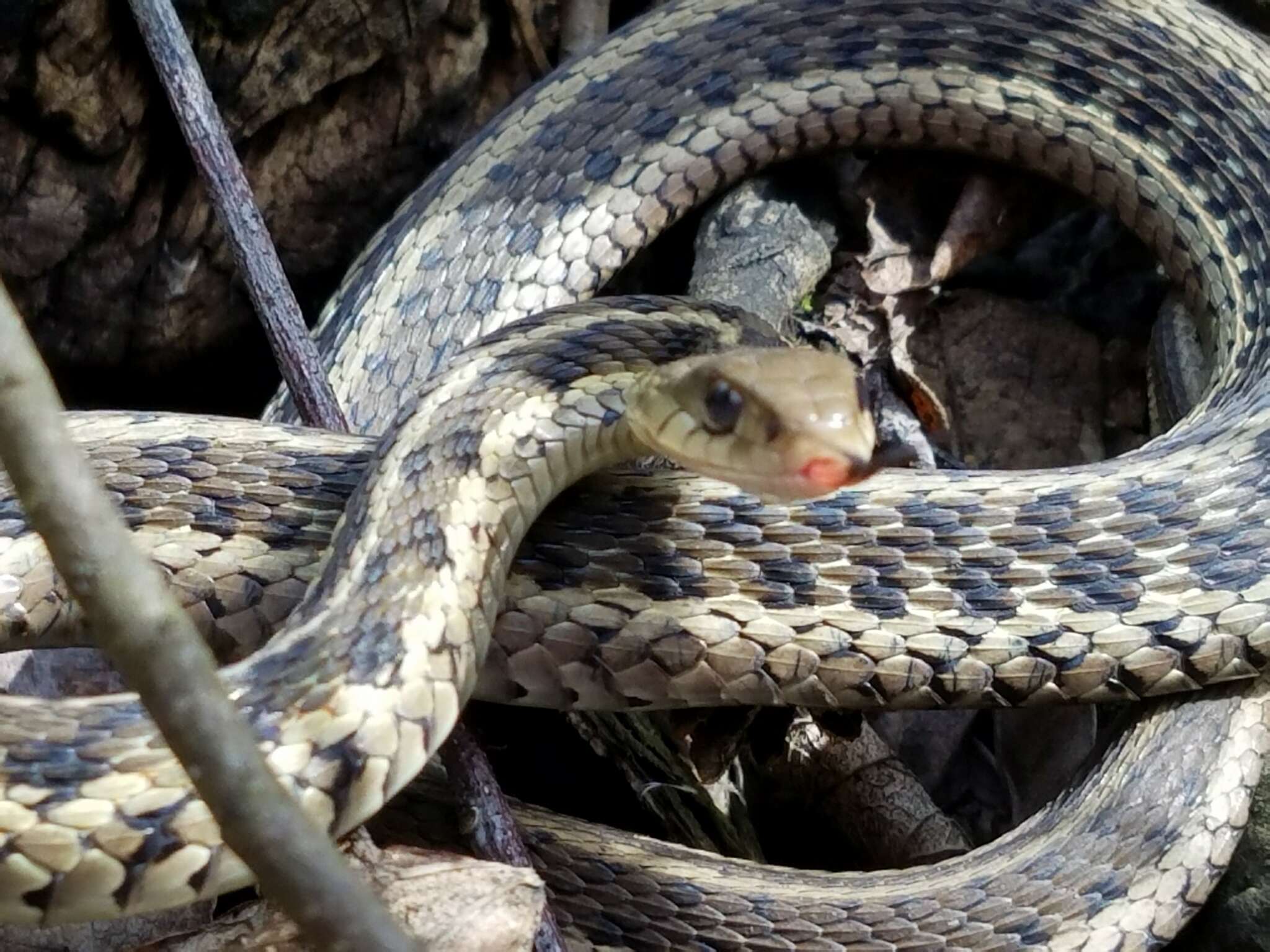 Image of Chicago Garter Snake