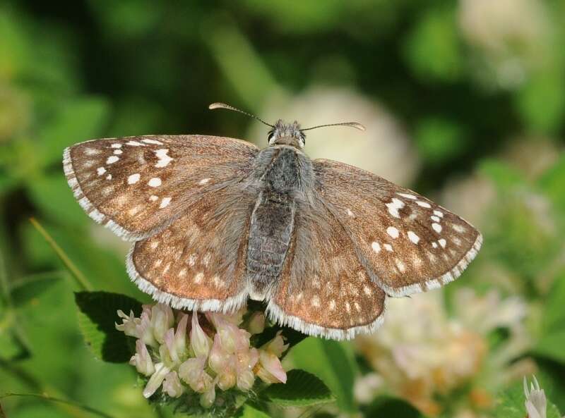 Image of Pyrgus sidae Esper 1784