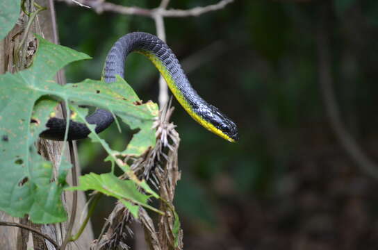 Image of Black Treesnake