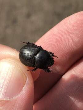 Euetheola humilis (Burmeister 1847) resmi