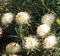 Image of Banksia carlinoides (Meissn.) A. R. Mast & K. R. Thiele