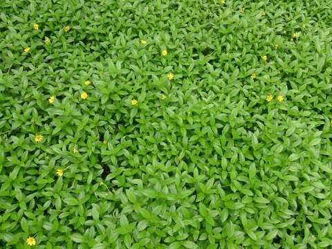 Image of Bay Biscayne creeping-oxeye