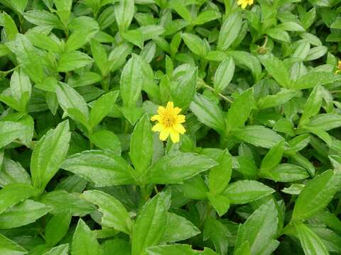 Image of Bay Biscayne creeping-oxeye