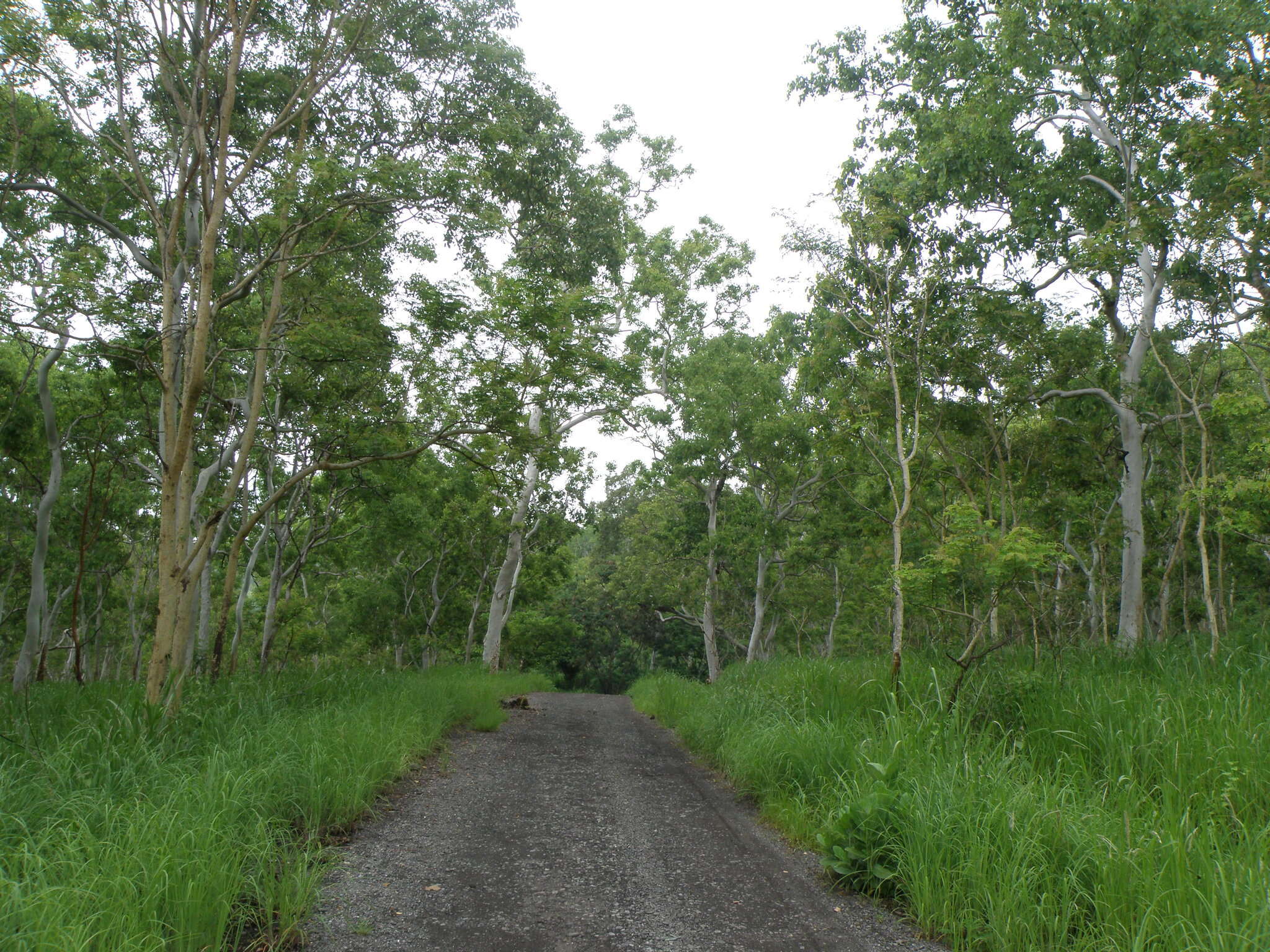 Image of white eucalyptus