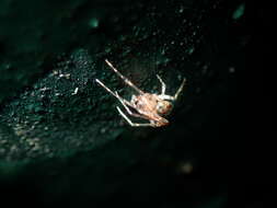 صورة Platnickina maculata (Yoshida 2001)