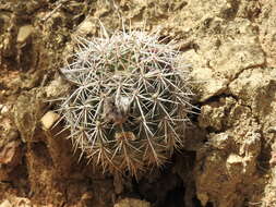 Image de Echinopsis bridgesii Salm-Dyck