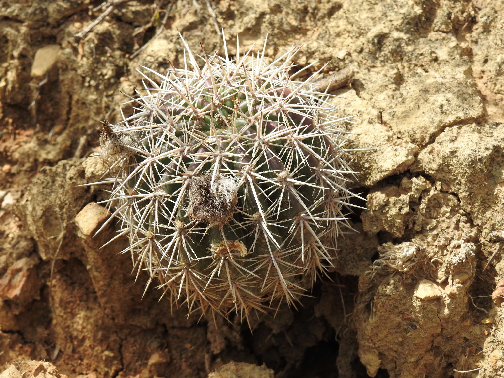 Image of Echinopsis bridgesii Salm-Dyck