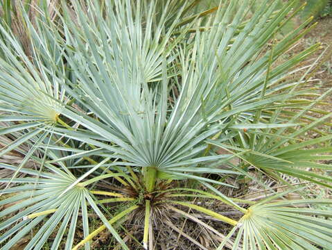 Image of fan palm