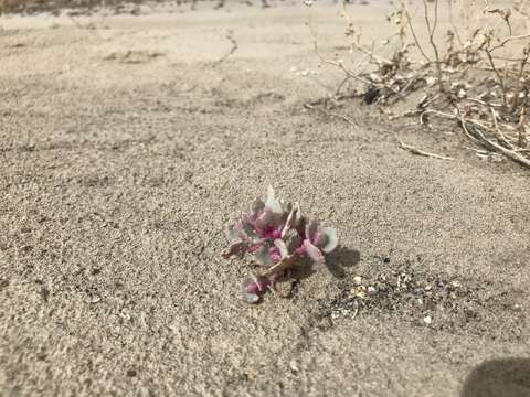 Image of sack saltbush