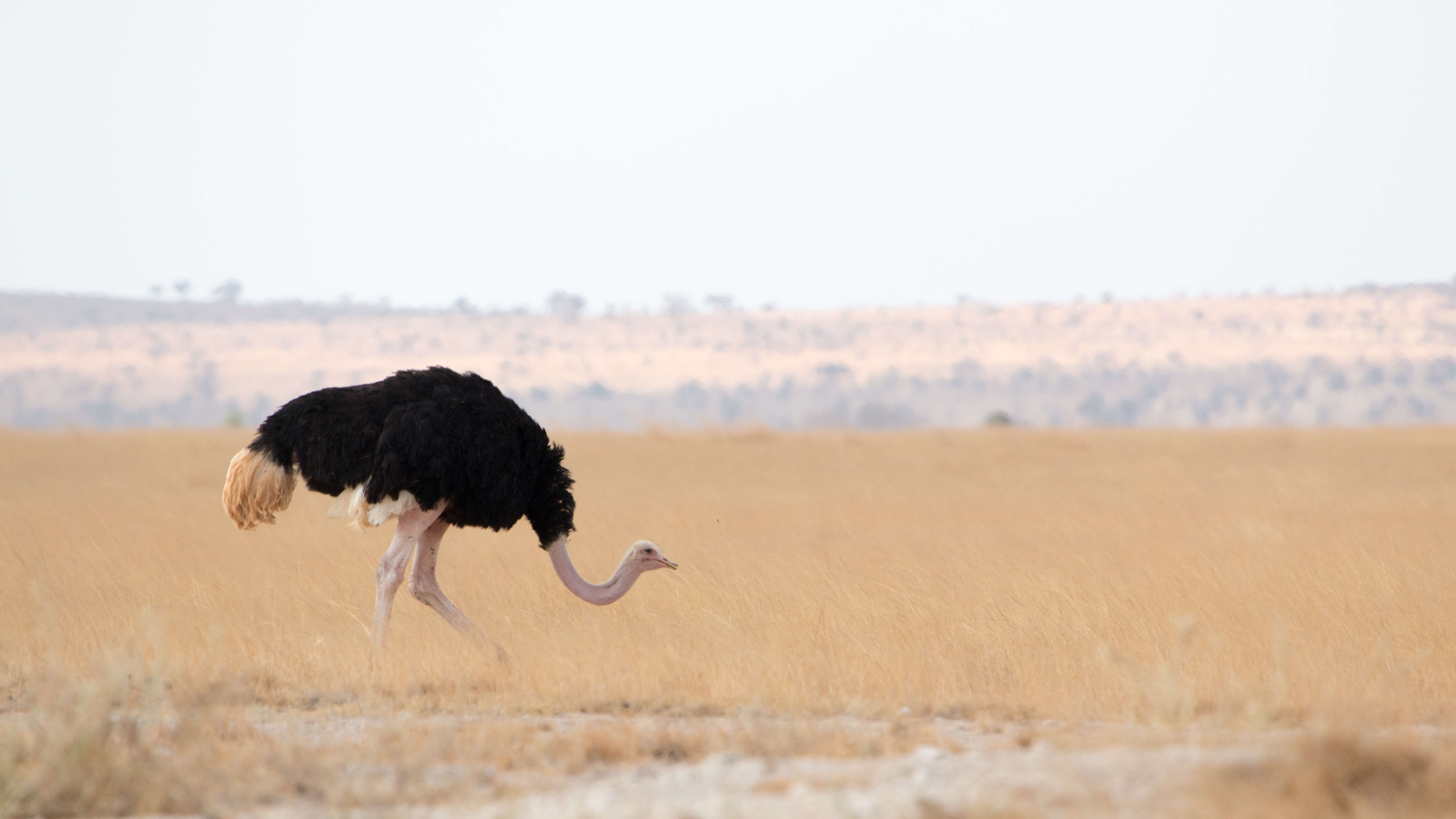 Image of Masai ostrich