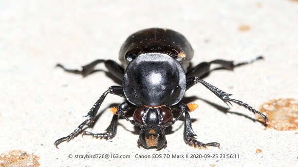 Image of Nicrophorus (Nicrophorus) concolor (Kraatz 1877)