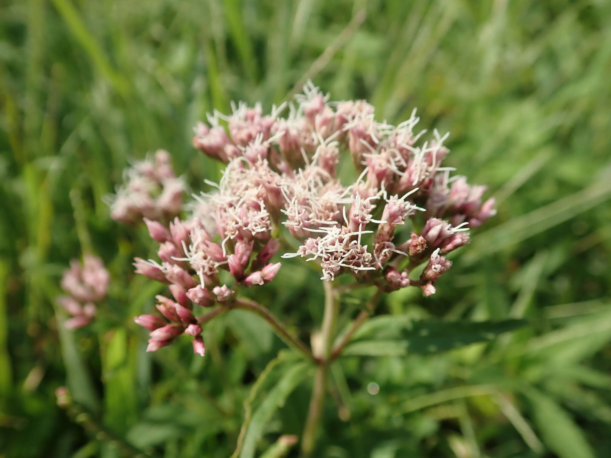 Sivun Eupatorium lindleyanum DC. kuva