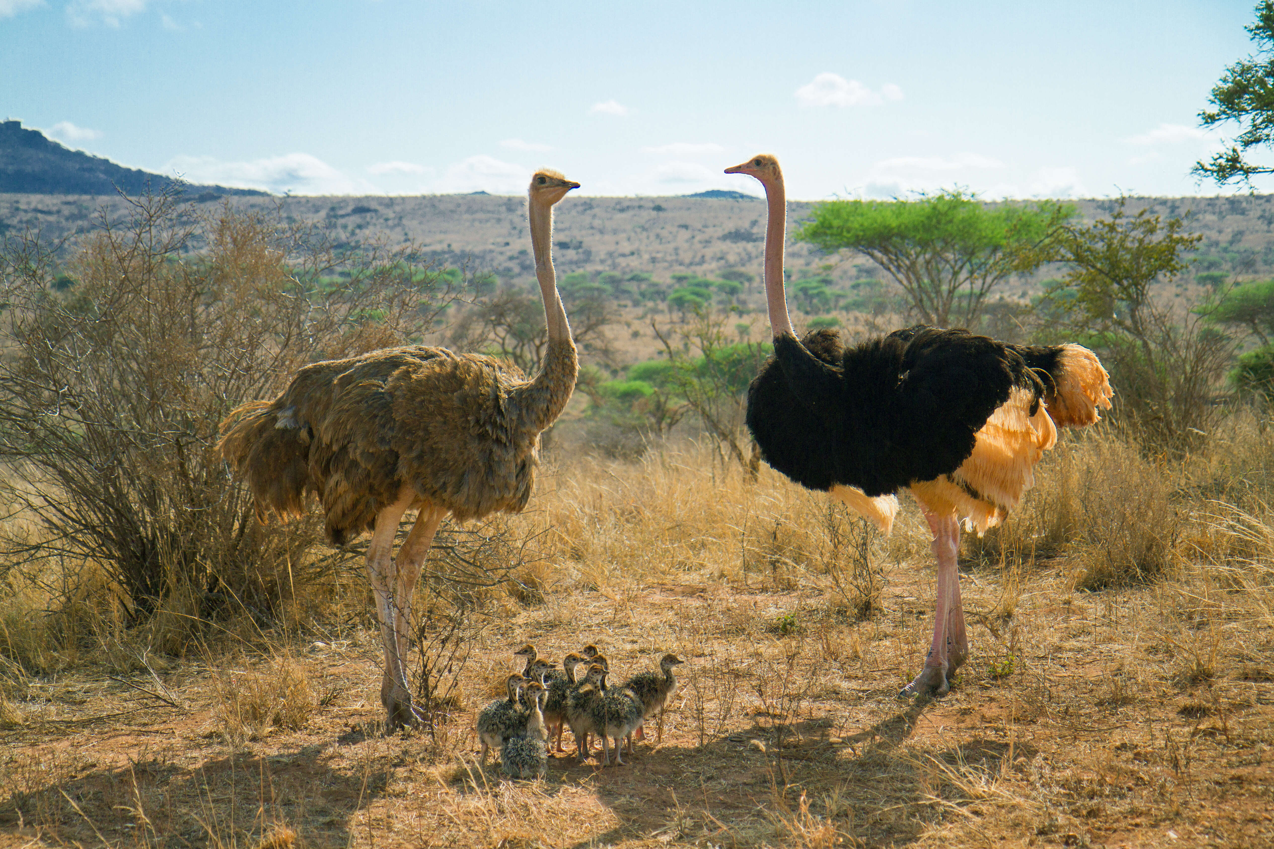 Image of Masai ostrich