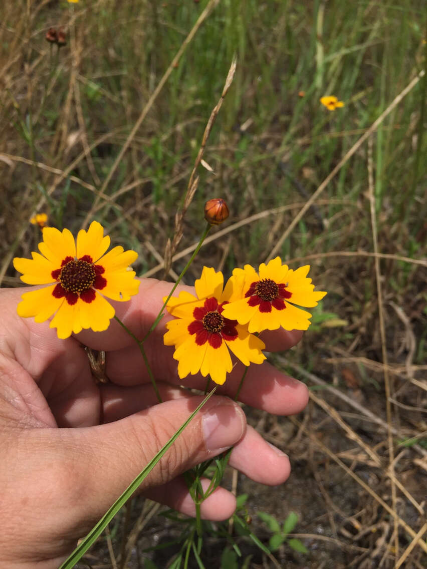 Image of golden tickseed