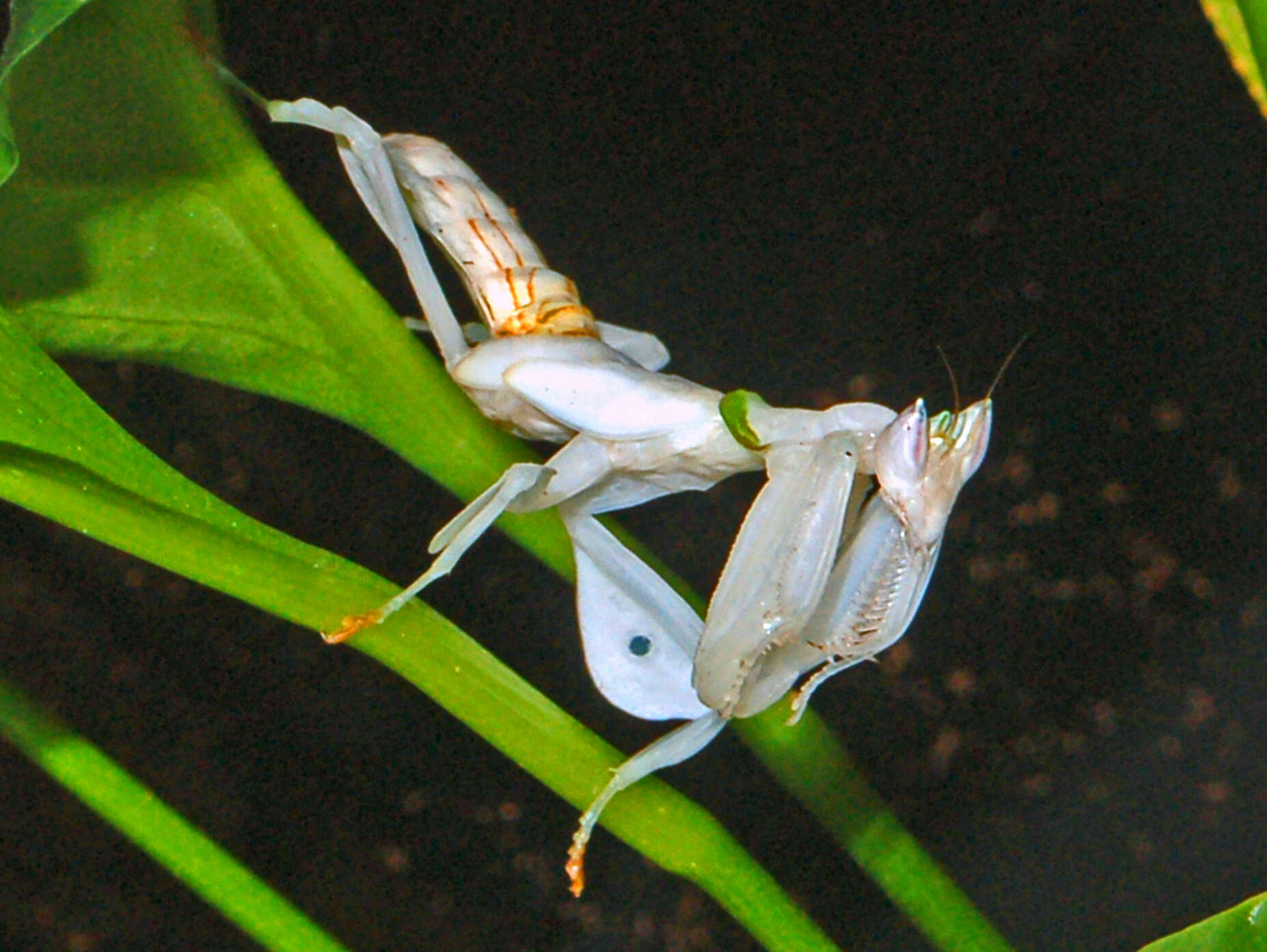 Image de Hymenopus