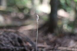 Image of Gastrodia peichatieniana S. S. Ying