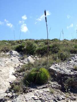 Agave striata Zucc. resmi