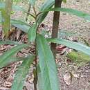 Image of Brexia madagascariensis subsp. microcarpa (Tul.) F. Friedmann