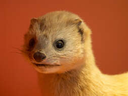 Image of Siberian Weasel