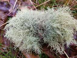 Слика од Usnea glabrescens (Nyl. ex Vain.) Vain.