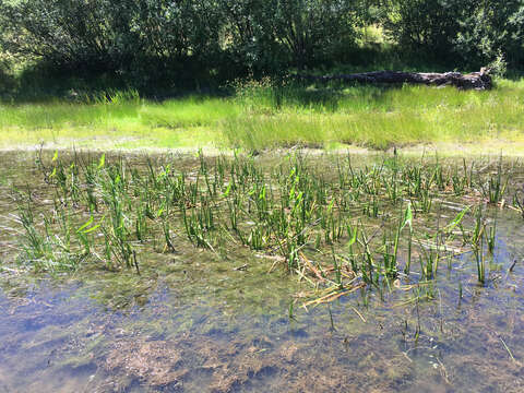 Sagittaria latifolia Willd. resmi