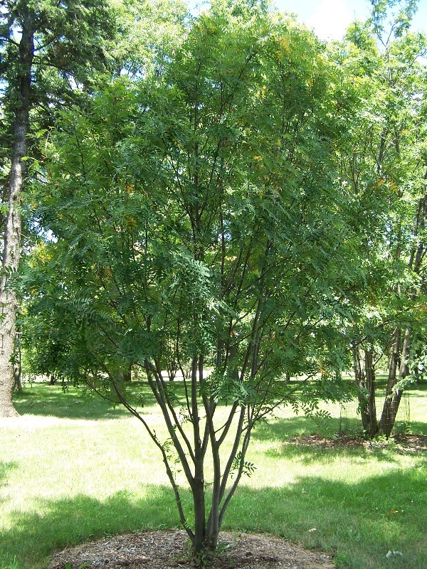 Image of <i>Sorbus hupehensis</i>