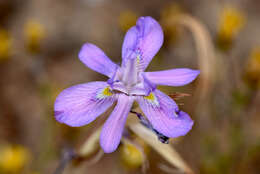 Image of Moraea pritzeliana Diels