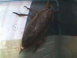 Image of giant water bugs