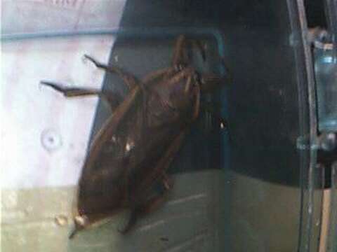 Image of giant water bugs