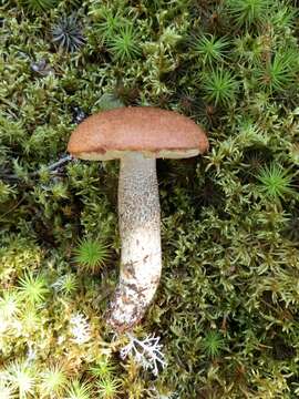 Image of Leccinum vulpinum Watling 1961