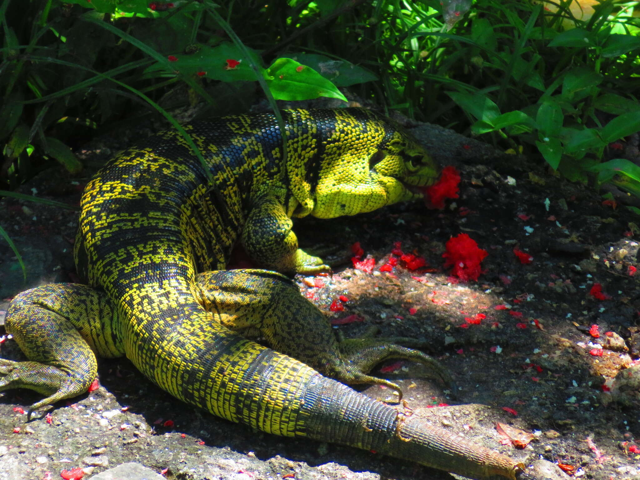 Image of Cryptic golden tegu