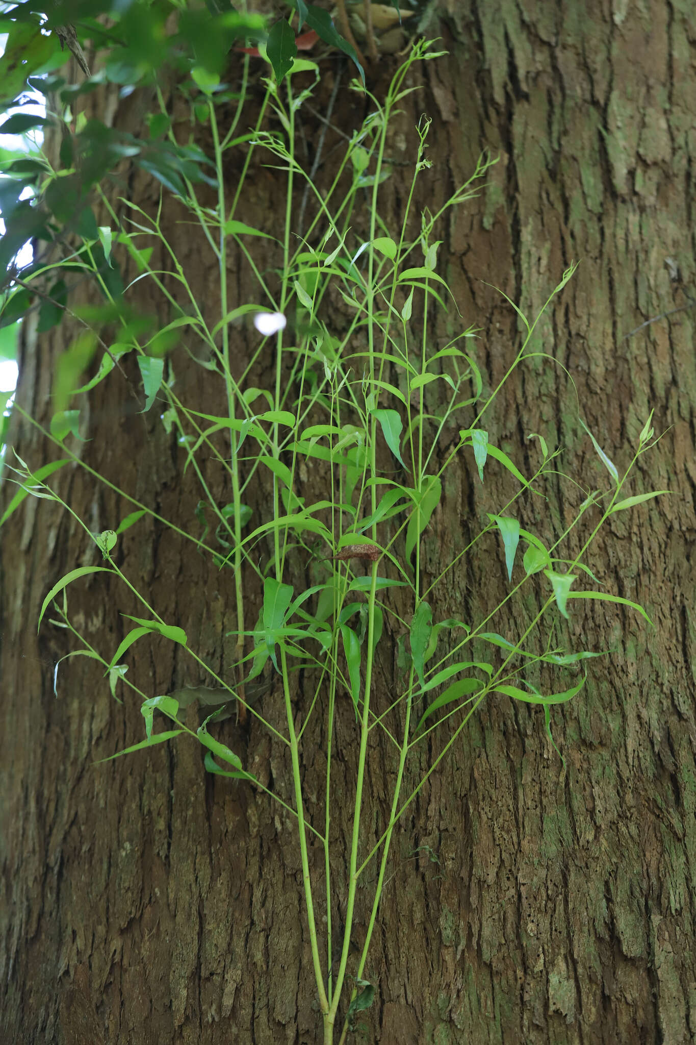 Imagem de Eucalyptus acmenoides Schauer