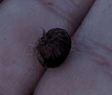Image of big-eye amphipod